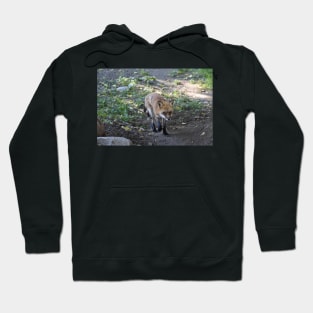 Shedding Red Fox Hoodie